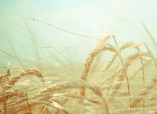 Rancher on a big lot