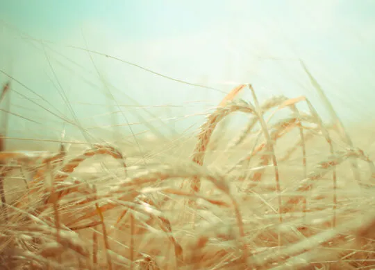 Rancher on a big lot