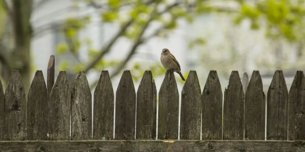 Encroachments on Adjoining Property