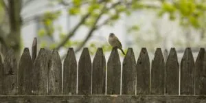 Encroachments on Adjoining Property